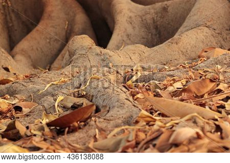 Roots Of Ficus Sycomorus (sycamore Fig ) Tree Emerging From The Earth. Nature Background. Shallow De