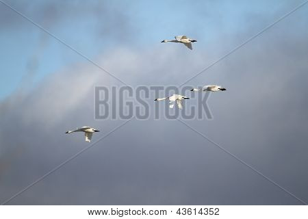 Cisnes de la tundra migrar en primavera
