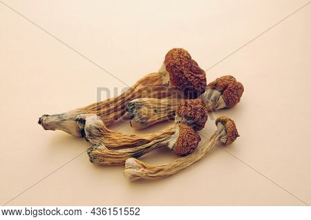 Psilocybe Cubensis Mushrooms Isolated On Pink Background. Psilocybin Psychedelic Magic Mushrooms Gol