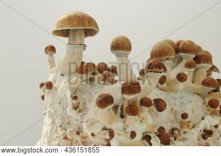 Psilocybin Mushrooms Golden Teacher On Mycelium Block, Close-up. Psychedelic Psilocybe Cubensis Raw 