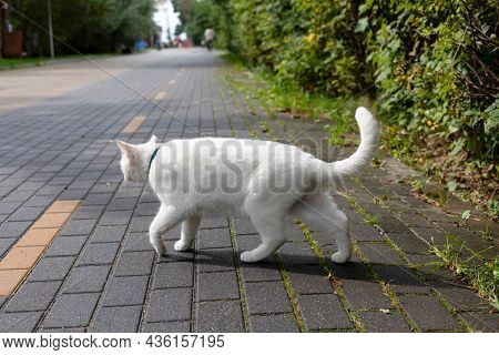 A White Stray Cat Crosses The Road On The Sidewalk. Animal Life In An Urban Environment