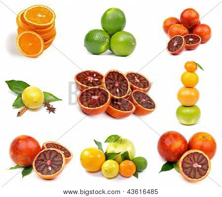 Citrus Collection