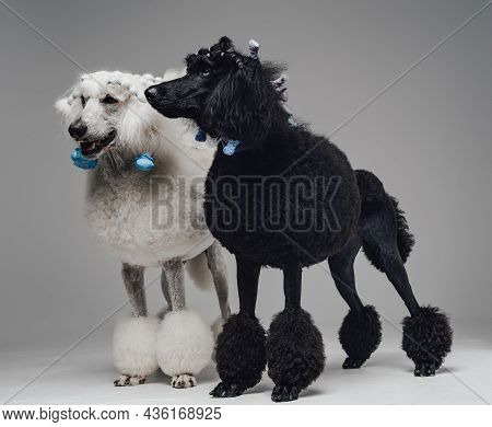 Shot Of Twosome Black And White Poodle Dogs Together