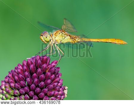 Southern darter in natural habitat (Sympetrum meridionale)