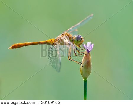 Southern darter in natural habitat (Sympetrum meridionale)