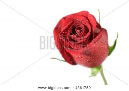 Rød Rose.