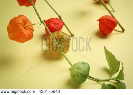 Physalis Branches With Colorful Sepals On Yellow Background, Closeup