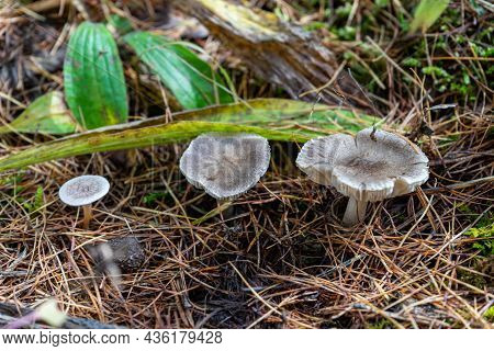 Pholiota Aurivella. Golden-colored Mushrooms Grow On A Tree