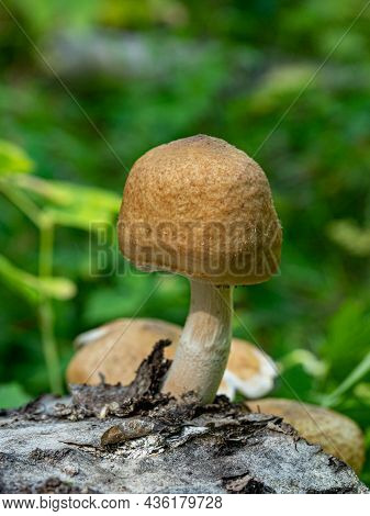 Pholiota Aurivella. Golden-colored Mushrooms Grow On A Tree