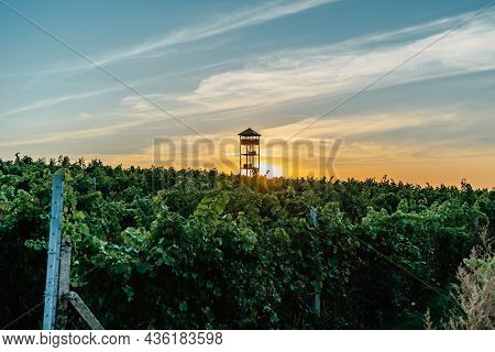 Fall Vineyards,palava Region,south Moravia,czech Republic.rural Landscape At Sunset, Panoramic View 
