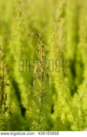 Hinter Heather Alberts Gold Leaves - Latin Name - Erica Arborea Alberts Gold