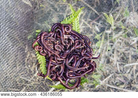 Breeding Red Worms Dendrobena. Fertile Soil. Natural Soil Improvement. Fishing Worms