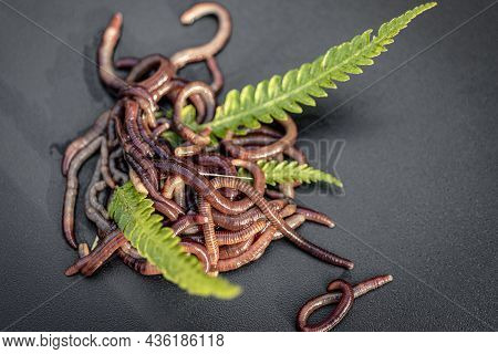 Breeding Red Worms Dendrobena. Fertile Soil. Natural Soil Improvement. Fishing Worms