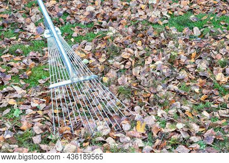 Fallen Leaves.removes Of Fallen Leaves.the Rake Removes Fallen Leaves.autumn Time.green Grass And Mo