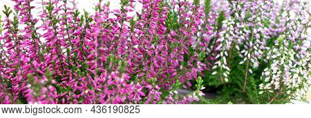 Blooming Heather Flowers Isolated On A White Background. Gardening.common Heather Banner.bush Of Flo