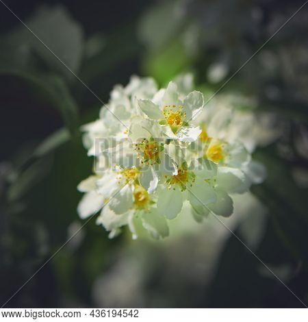 White Summer Bird-cherry Flowers On A Light Green Blurred Background.