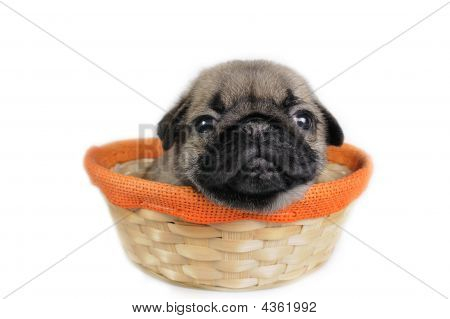 Mops hvalp i kurv.