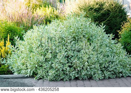 Derain Is White. Ornamental Unpretentious Shrub With Variegated White Leaves. Landscaping In  Garden