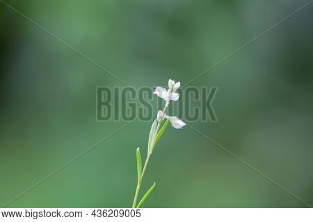 Flower Of The Milkwort Polygala Amara