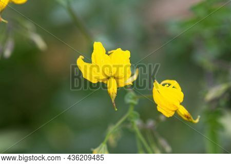 Flower Of The Nightshade Solanum Peruvianum