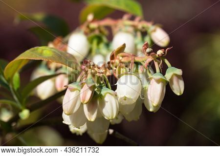 Close Up Image Of Blossom Of Blueberry (vaccinium Myrtillus)