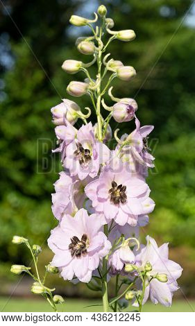 Candle Larkspur (delphinium Elatum), Close Up Of The Flower Head