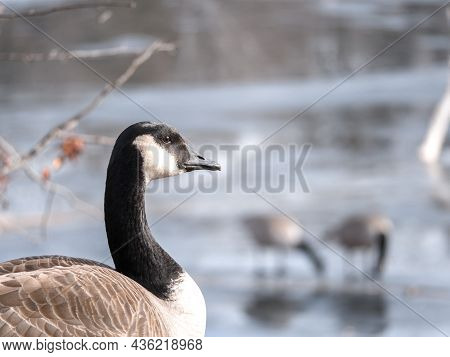 A Closeup Wildlife Portrait Of A Wild Canadian Goose Looking Into The Frame With Two Other Geese Sta