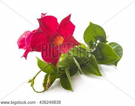 Red Mandevilla In Front Of White Background