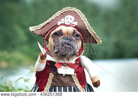 Portrait Of Funny French Bulldog Dog Dressed Up With Pirate Bride Costume With Hat And Saber And Hoo