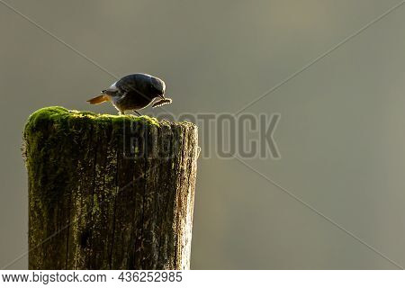 A Black Redstart Sitting On A Wooden Fence Post In The Morning Hours And Looking For Food.