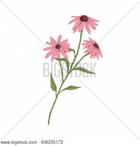 Echinacea Flowers. Botanical Drawing Of Purple Coneflowers. Wild Field Floral Plant. Medicinal Herb 