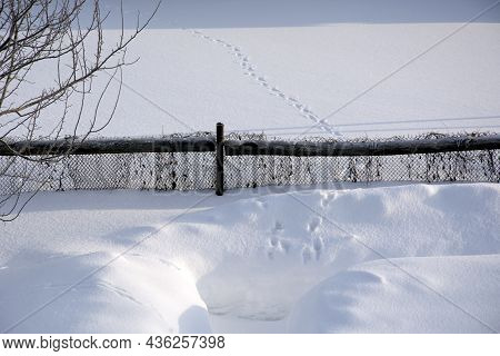 Cat Footprints In The Snow. The Cat Walked Along The Snow Crust From Garden To Garden Through The Fe