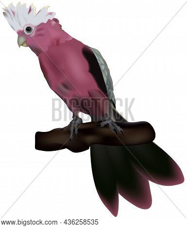 Roseate Cockatoo Bird (eolophus Roseicapillus) - Colored Parrot Illustration Isolated On White Backg