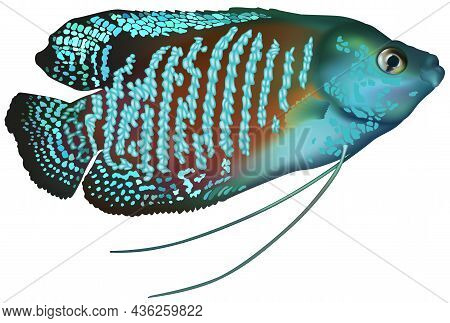 Dwarf Gourami (colisa Lalia) - Aquarium Fish As Colored Illustration, Vector