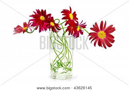 Crimson 11_feverfew em um Glass.jpg