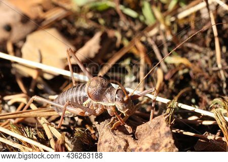 Locusts, Acridas Are Several Species Of Insects Of The True Locust Family, Capable Of Forming Large 