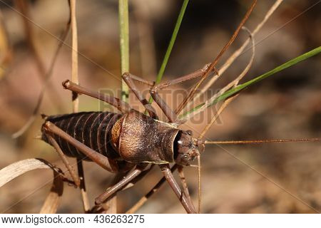 Locusts, Acridas Are Several Species Of Insects Of The True Locust Family, Capable Of Forming Large 