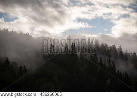Silhouette Of Fir Trees In The Fog On The Side Of The Mountains Among The Clouds. Dramatic Fictional