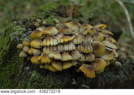 Macro Of Mushroom In A Rotten Tree Bark, Coprinellus Micaceus. Close Up With High Resolution