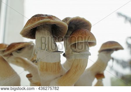 Mycelium Block Of Psilocybin Psychedelic Mushrooms Golden Teacher. Home Growing Of Psilocybe Cubensi