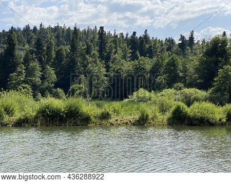 Mountain Mixed Forest Next To The Artificial Reservoir Lake Bajer In Fuzine - Gorski Kotar, Croatia 