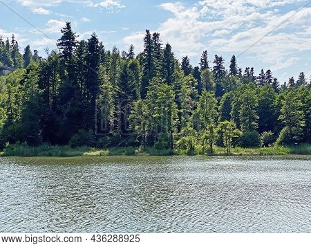 Mountain Mixed Forest Next To The Artificial Reservoir Lake Bajer In Fuzine - Gorski Kotar, Croatia 