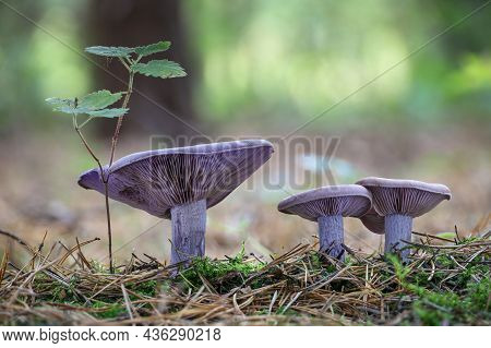 Amazing Edible Mushroom Lepista Nuda Commonly Known As Wood Blewit In Autumn Forest. Czech Republic,