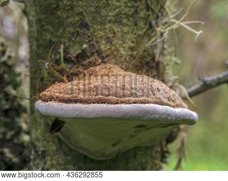 Macro Photography Of An Artist's Bracket Fungus With Some Wood Dust On Top, Captured In A Forest Nea