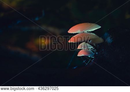 Porcelain Mushrooms Are Found During The Fall, Usually On Dead Branches And Trunks Of Beech Trees, R