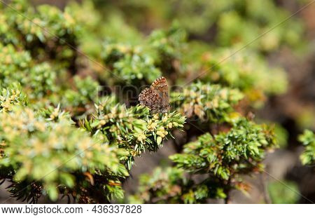 Western Pine Elfin (callophrys Eryphon) Butterfly In Beartooth Mountains, Montana