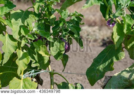 Eggplant Listada De Gandia. Ripe Eggplants On A Farmer's Bed. Growing Vegetables. Selective Focus.