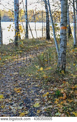 Trail Through Autumn Forest With Orange Trail Markings
