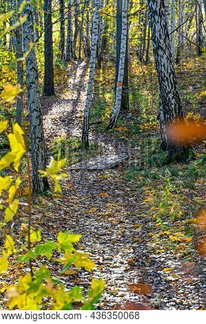 Trail Through Autumn Forest With Orange Trail Markings