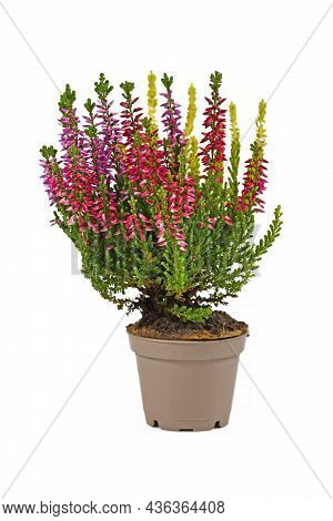 Pink, Purple And Yellow Calluna Vulgaris Heather Plant In Flower Pot On White Background